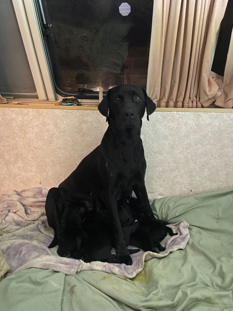 Labrador/ Siberian husky mixed puppies 