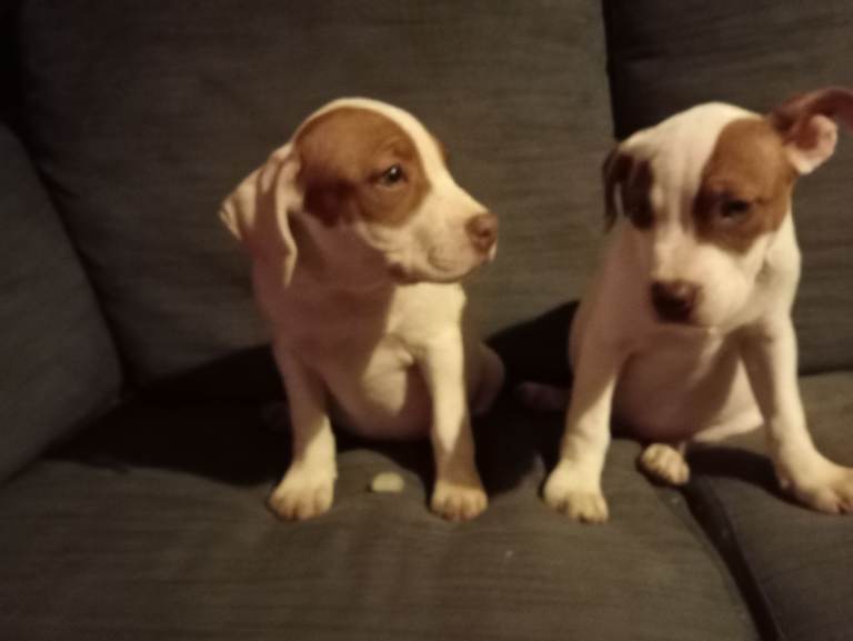 Staffordshire bull terriers