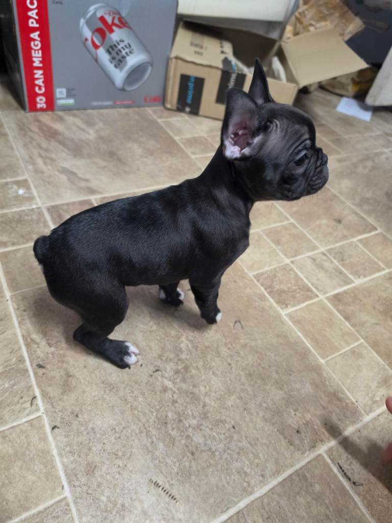 French bulldog puppy