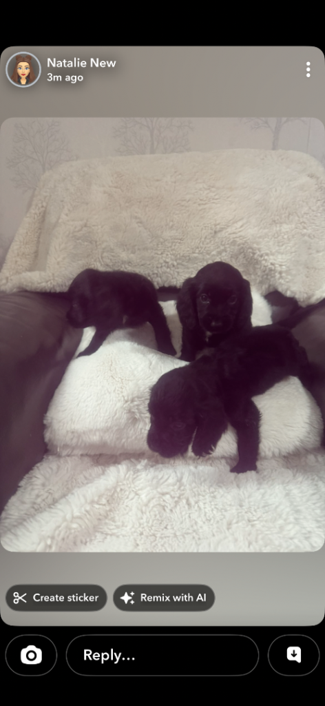 Have a lovely cocker spaniel puppies looking for if I have a home