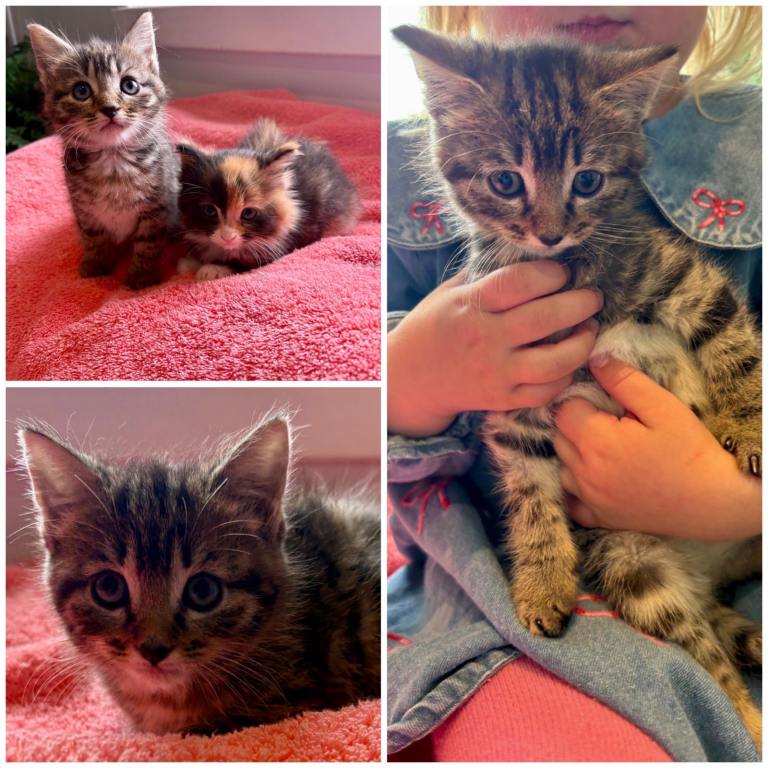 Beautiful kittens ready for their forever homes 