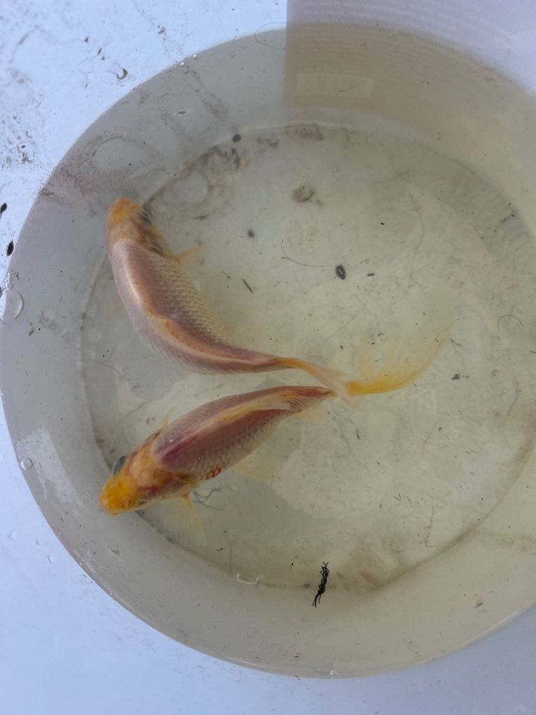 4 x pond goldfish 