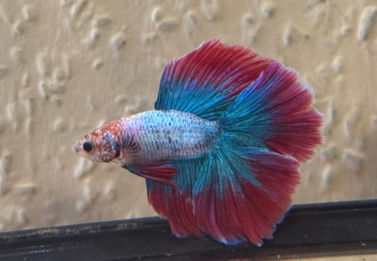 Betta Fish and Other Tropical Aquarium fish 