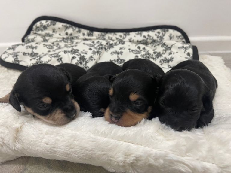 Quality Jack Russell puppies for sale 