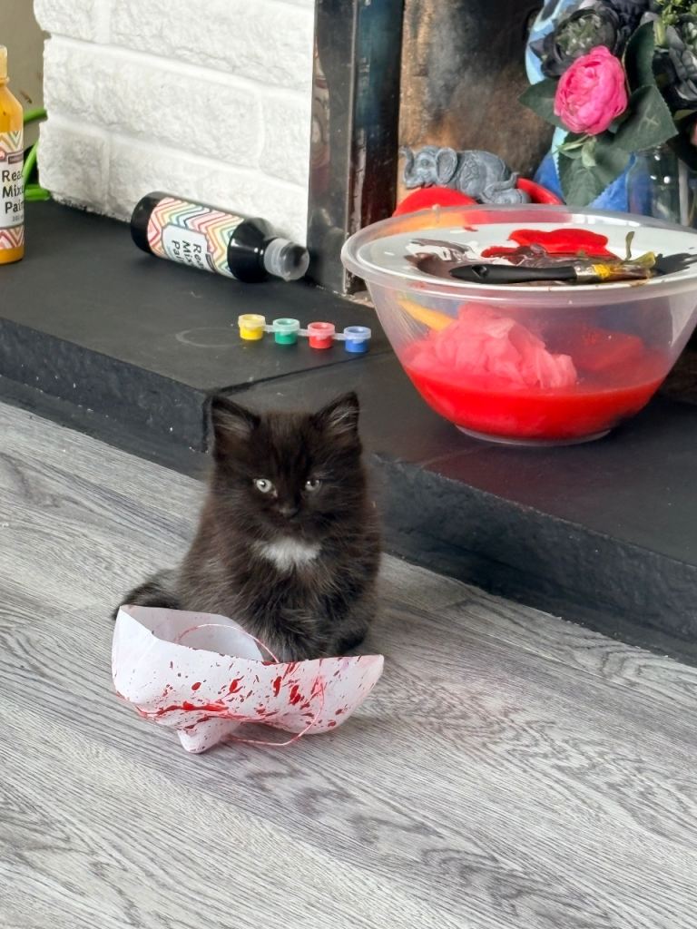 Gorgeous kittens 
