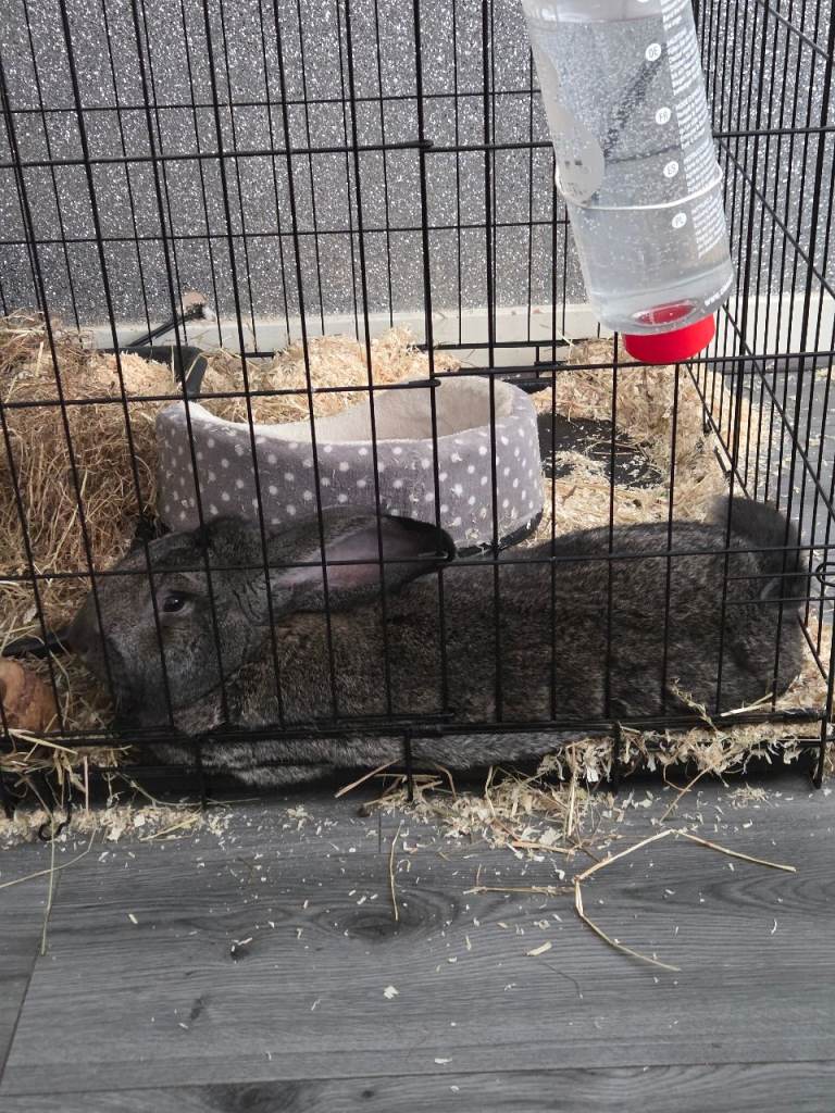 Contitential giant rabbit