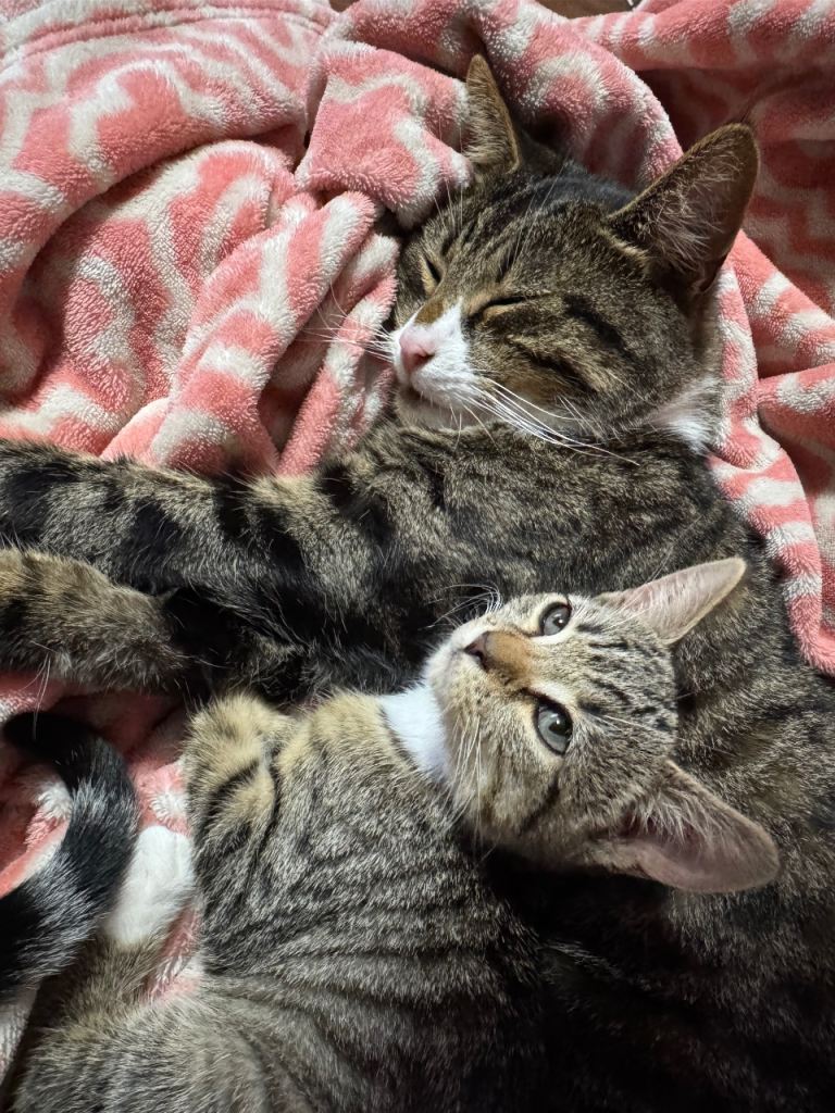 Playful kittens looking for their forever home 