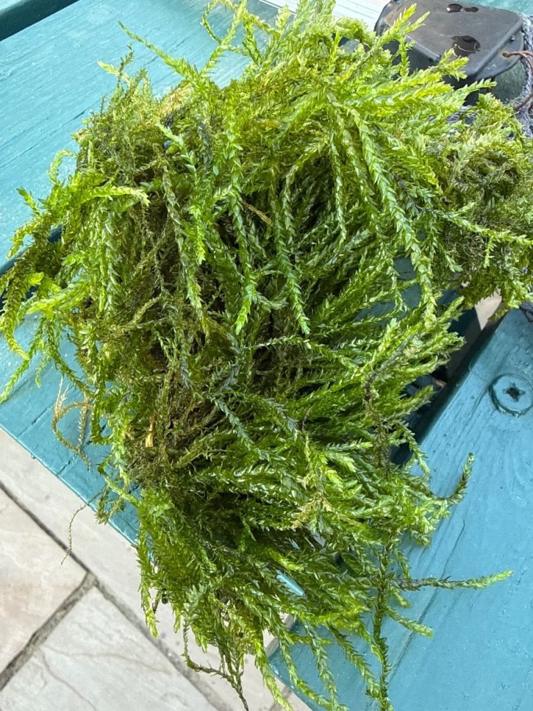 Fresh Green Moss for Aquarium, Garden or Crafts