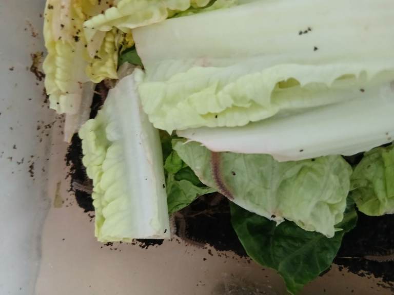 Baby African millipedes