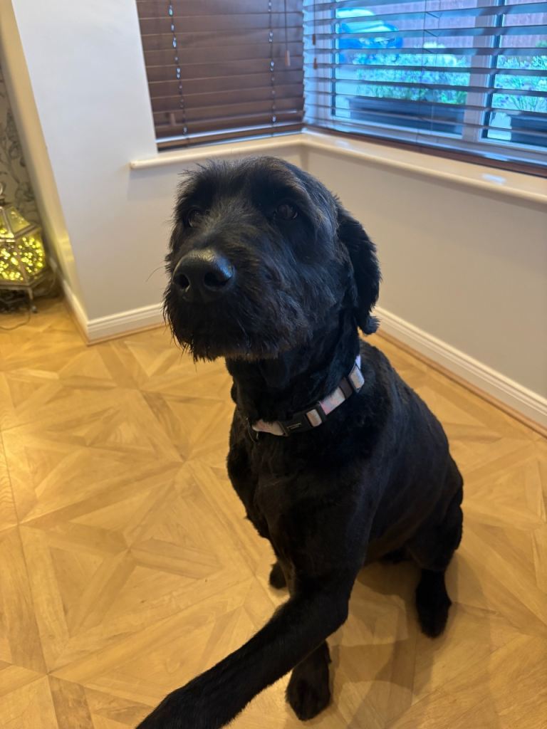Black Friendly Labradoodle 