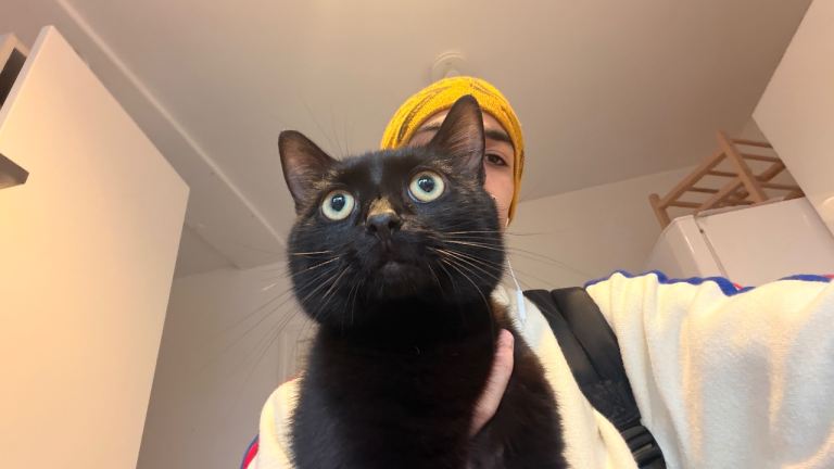 black domestic shorthair