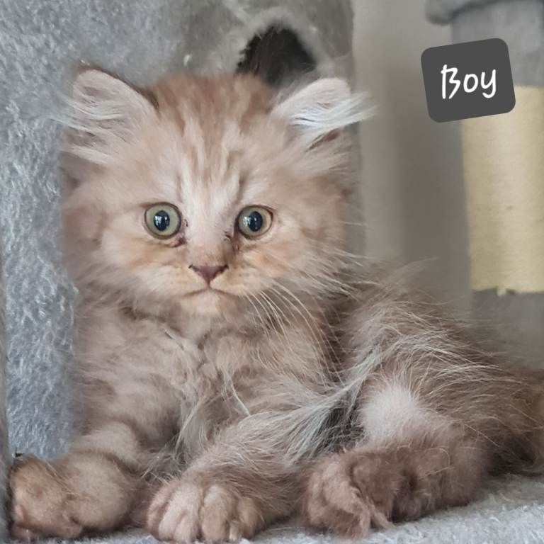 British shorthair  and longhair 