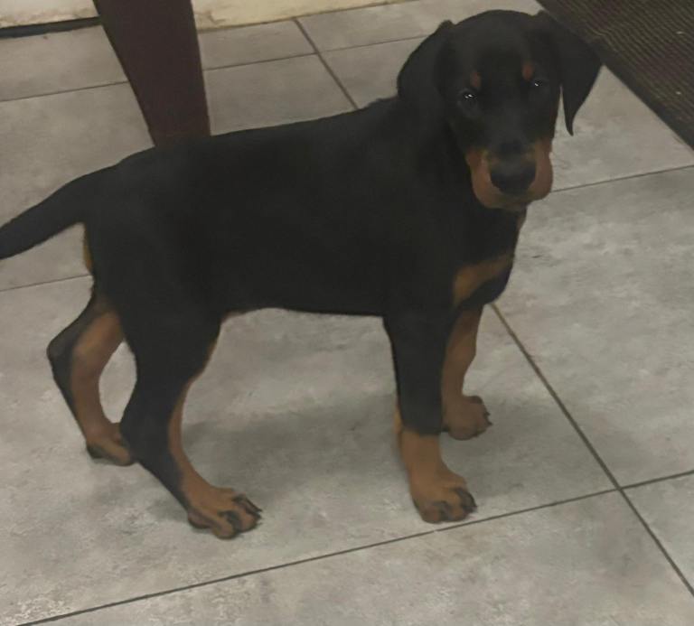 Doberman puppies 