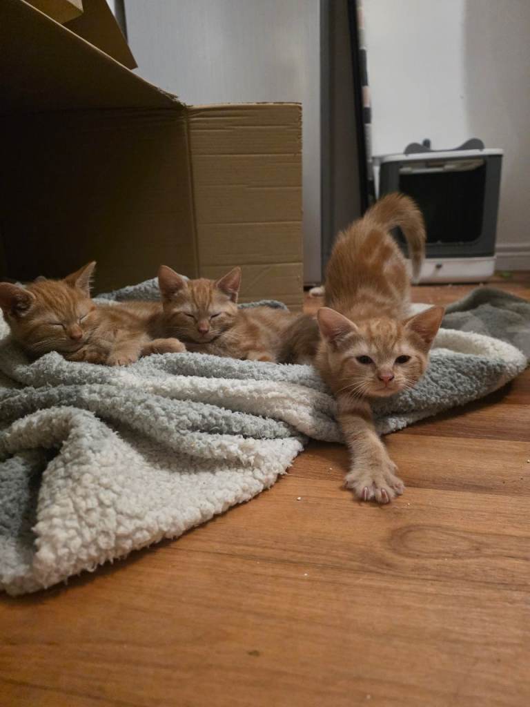 Kitttens