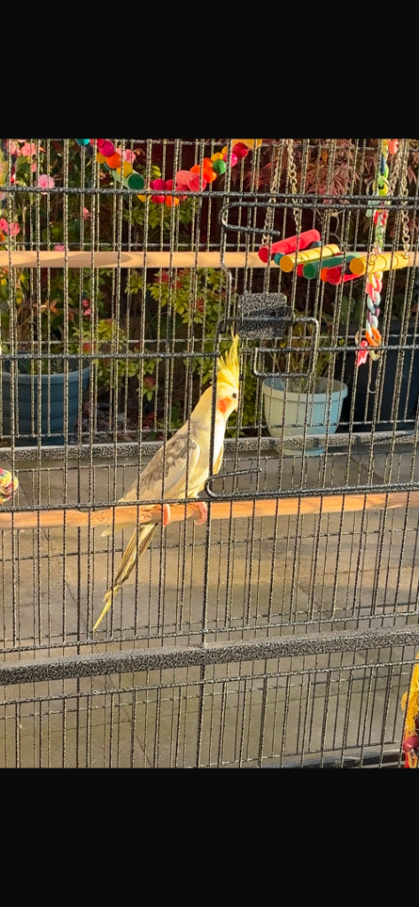 Cockatiel 