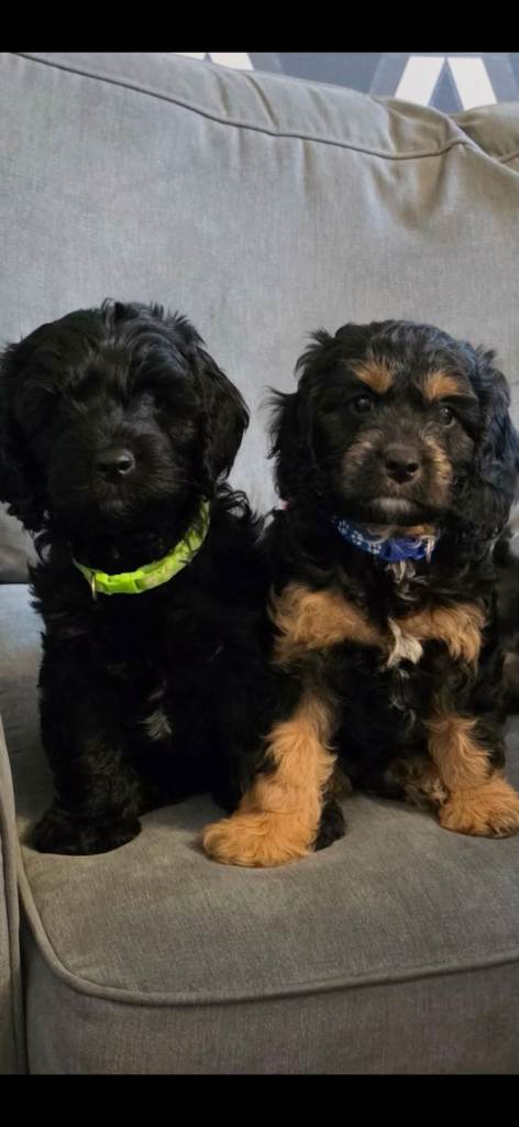* ready to leave * cockapoo f1b puppies 