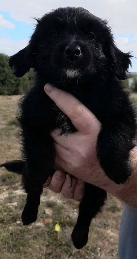 Jackapoos 