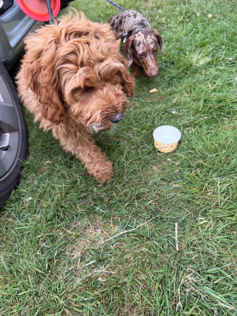 Cockerpoo 