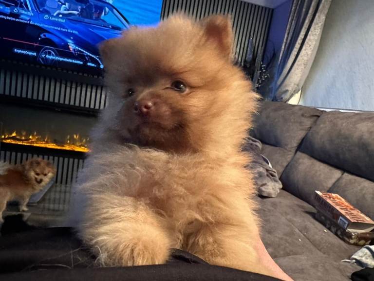 Pomeranian puppys