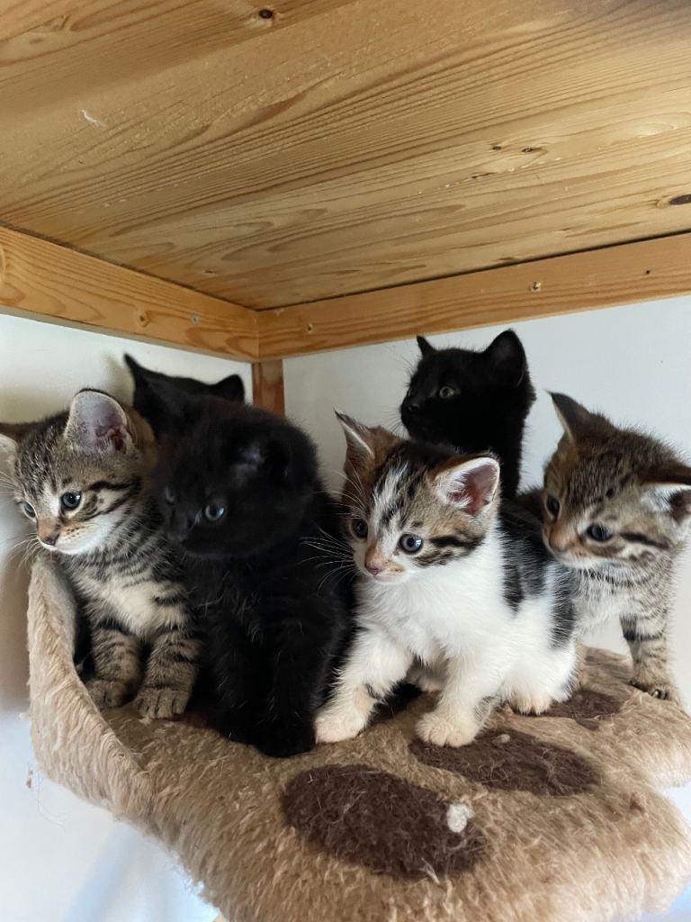 The kittens are ready for new home.