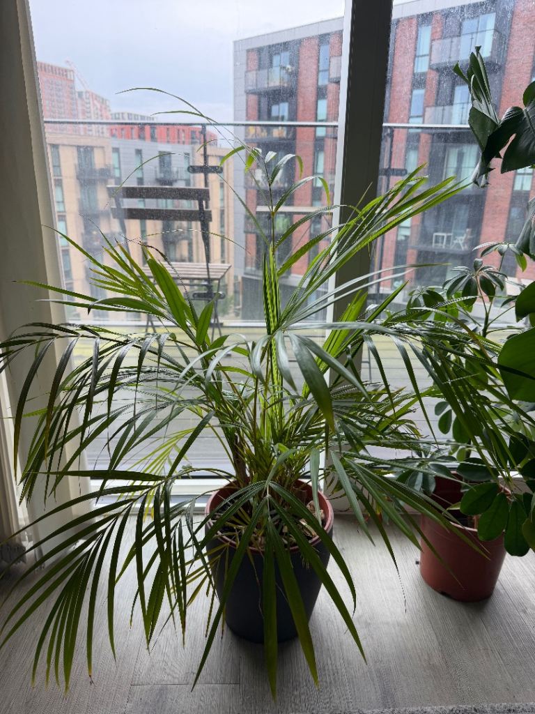 Kentia Palm – Large, Healthy & Full