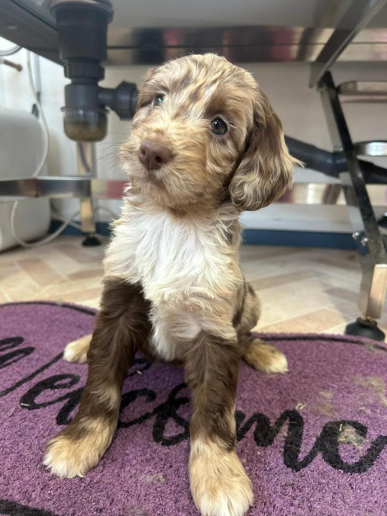 Cockapoo puppies 