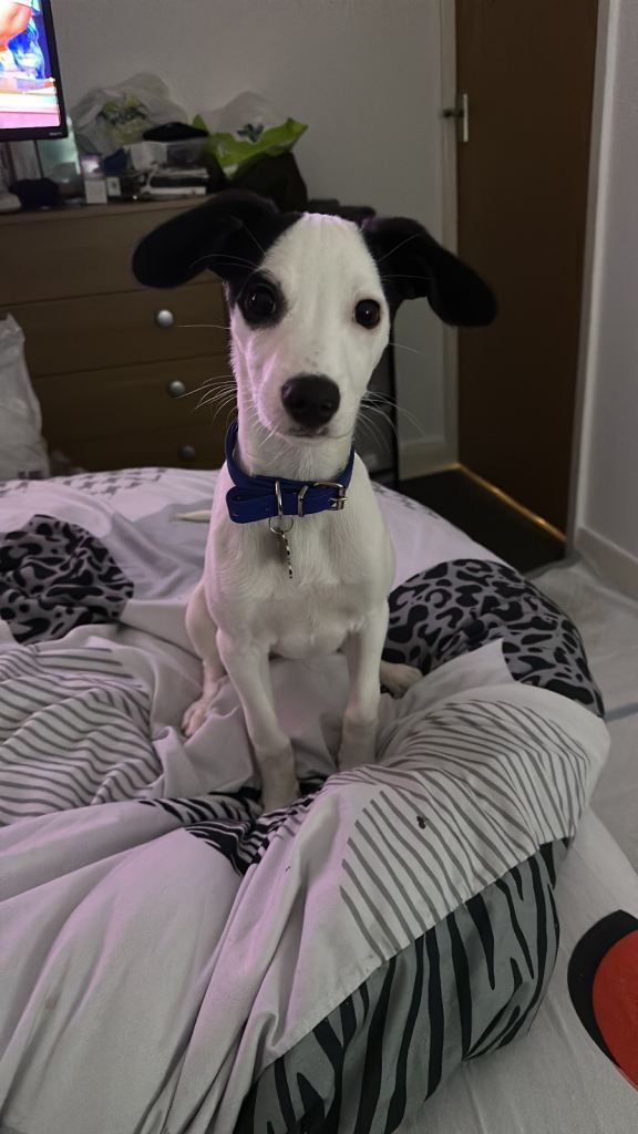 Long legged jack Russell cross boy