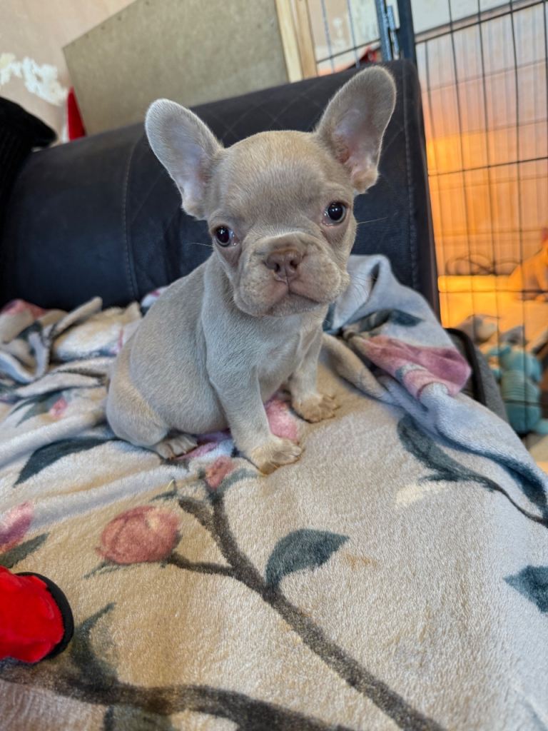 French bulldog puppies 