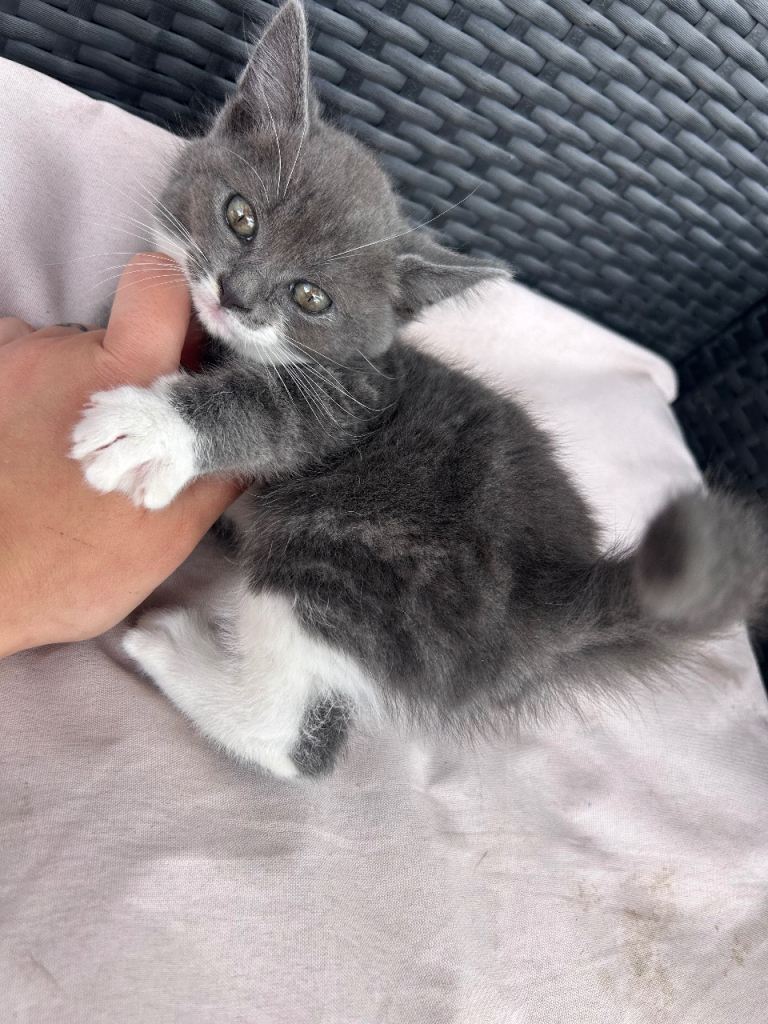 Kitten