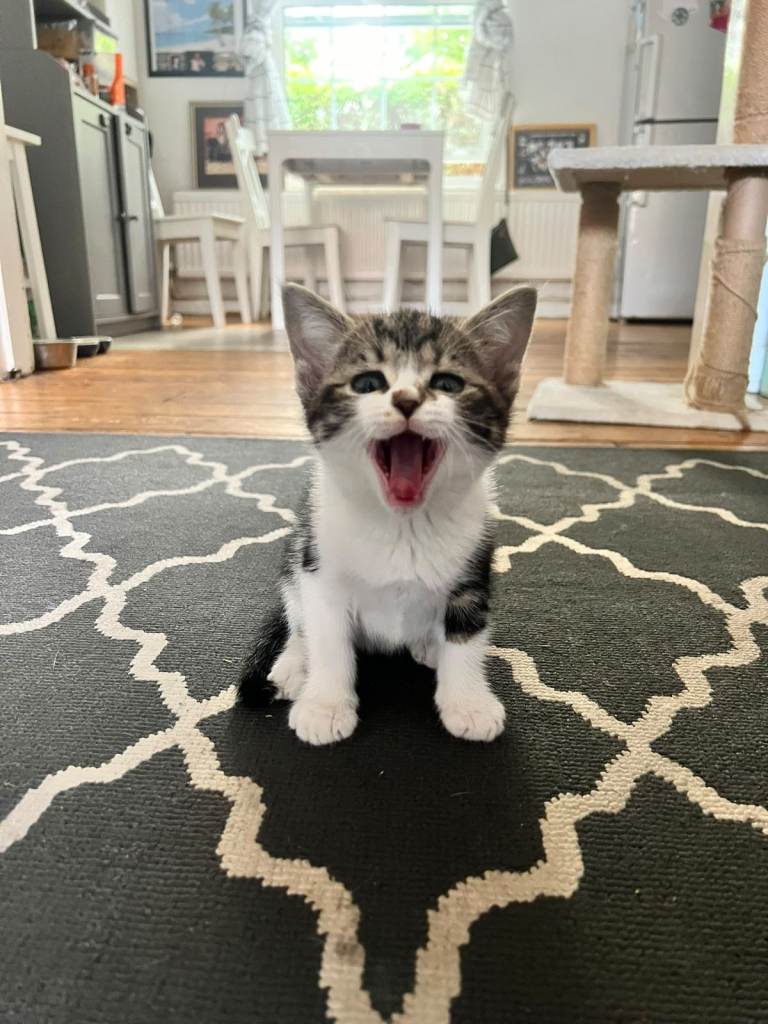 Beautiful Domestic Shorthair Kittens!