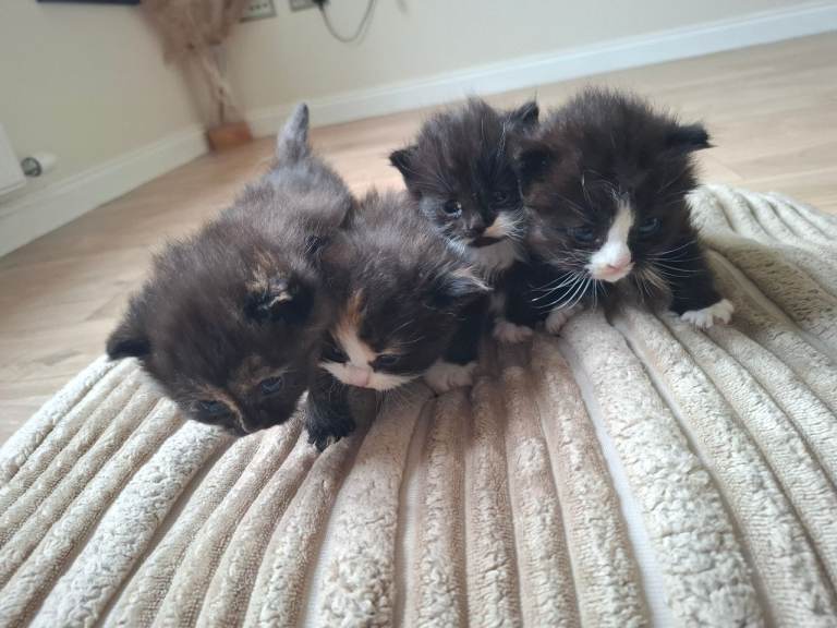 Kittens for sale 