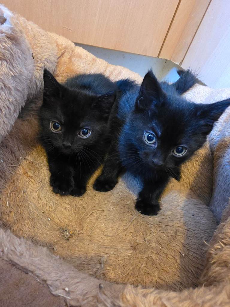 Kittens 