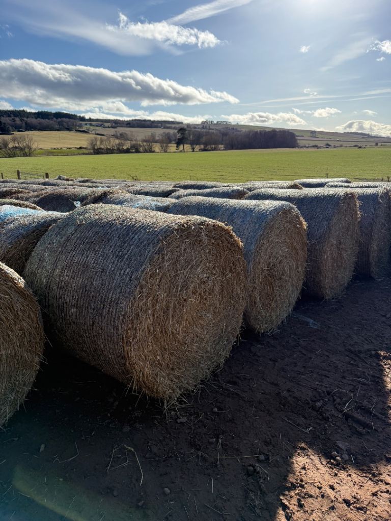 Round and square bales of barley straw