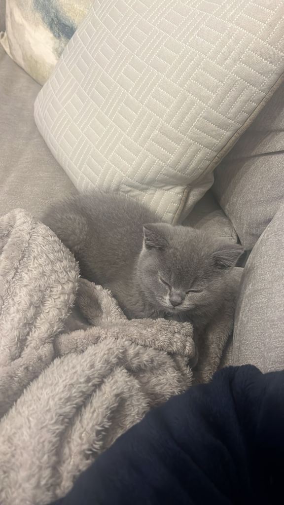 British Shorthair Male Kitten – 9 Weeks Old 🐾