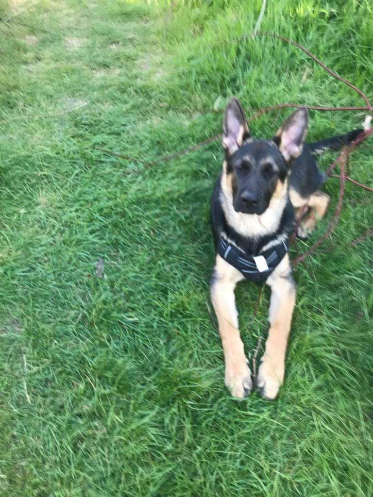 GERMAN SHEPHERD PUPPY 5 MONTHS
