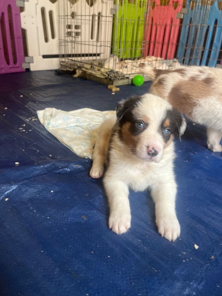 Merle collie 🐶 