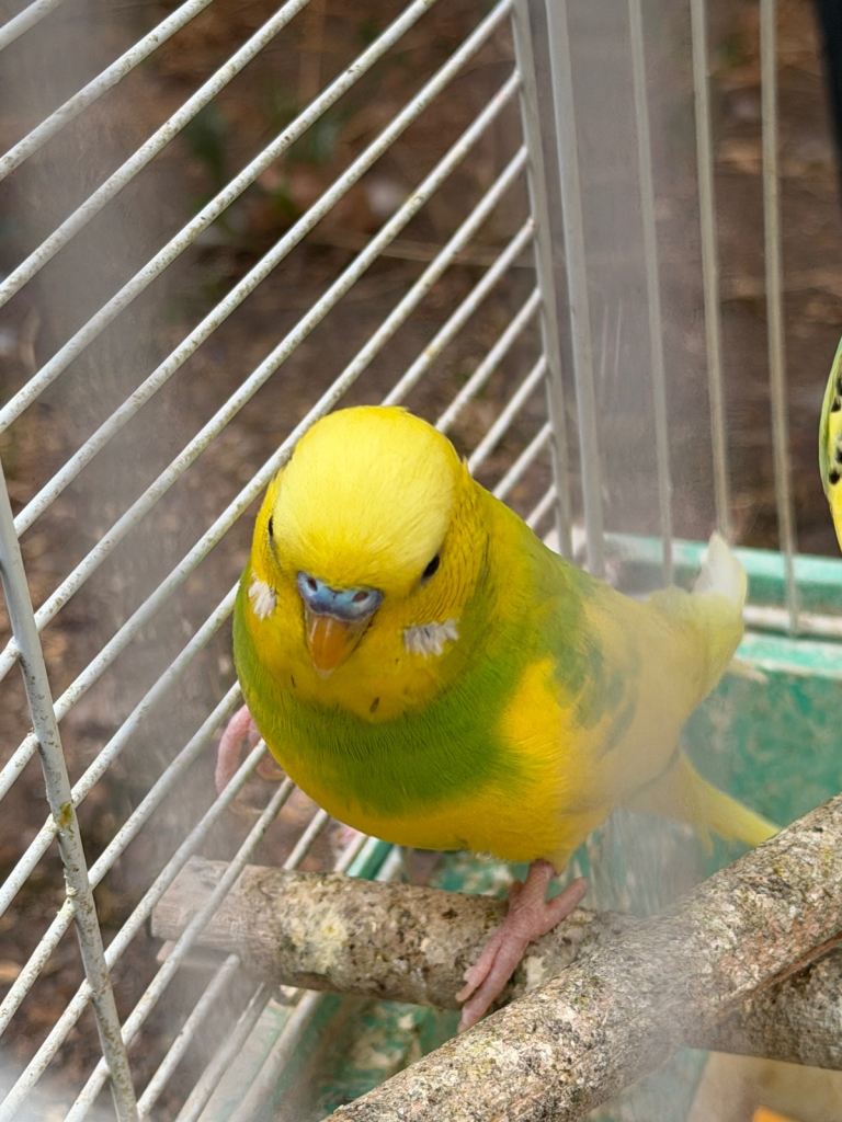 Budgies for sale