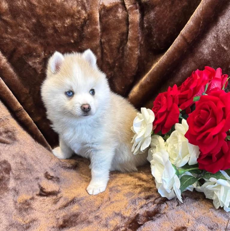 Blue Eyed Toy Sized Pomsky - Grey/Sable 🐶🐶