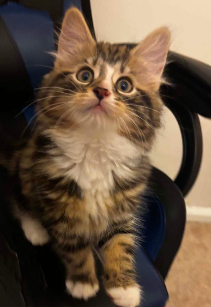Stunning 12weeks old male kitten