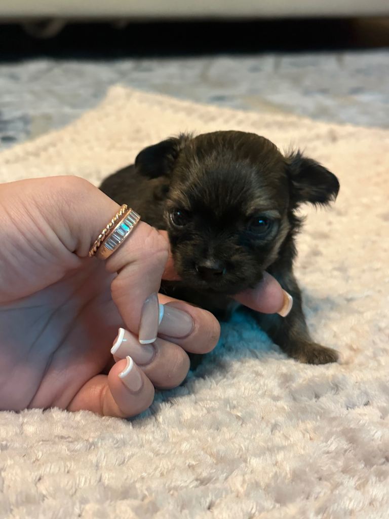 Chihuahua Puppies