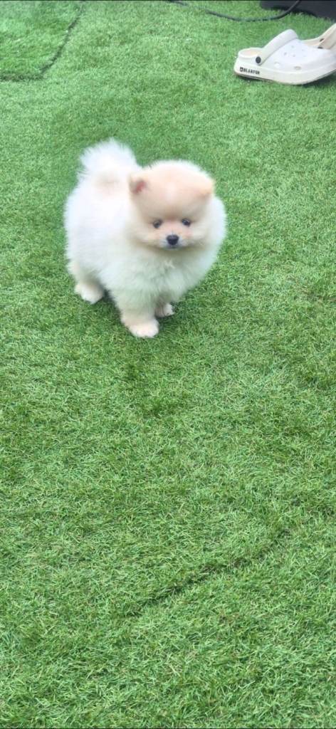 Gorgeous Teddy bear pomeranian puppies 🐶 