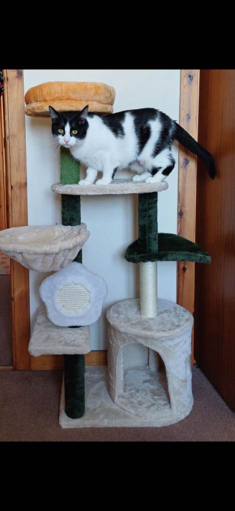 Cute cat tree