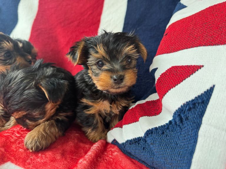 Miniature Yorkshire Terrier puppies