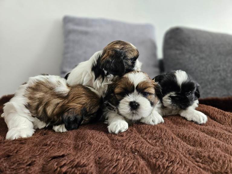 🐾 Beautiful Shih Tzu Puppies Looking for Loving Homes 🐾