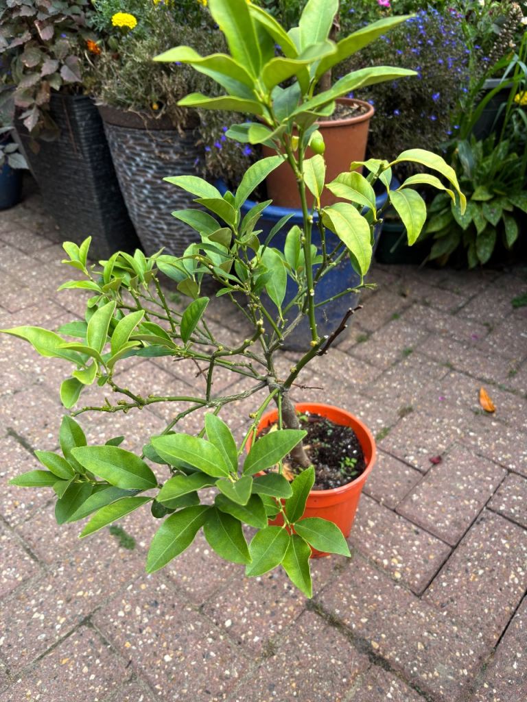 Small Citrus Tree in Pot – Healthy Plant