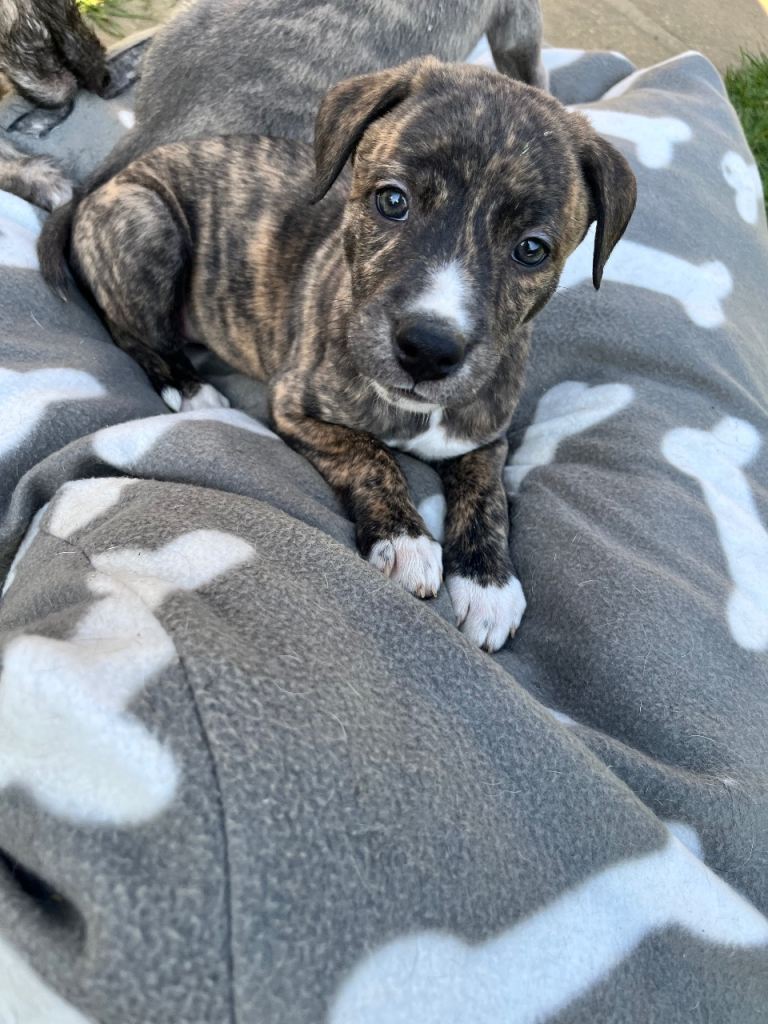 ***Bedy/whippet pups ***