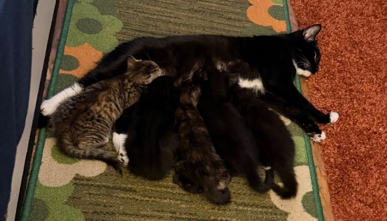 Five kittens