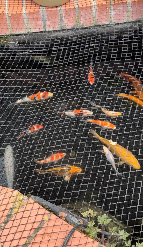 Koi and Goldfish for Sale - 4-14 inches