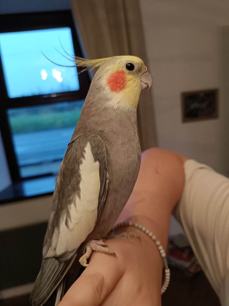 Cockatiel 