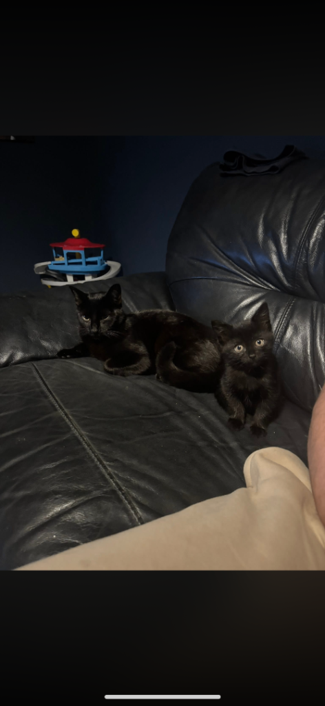 Loving home for Lola🐾